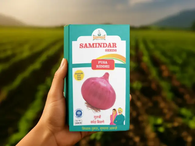 Pink Onion - Pusa Riddhi